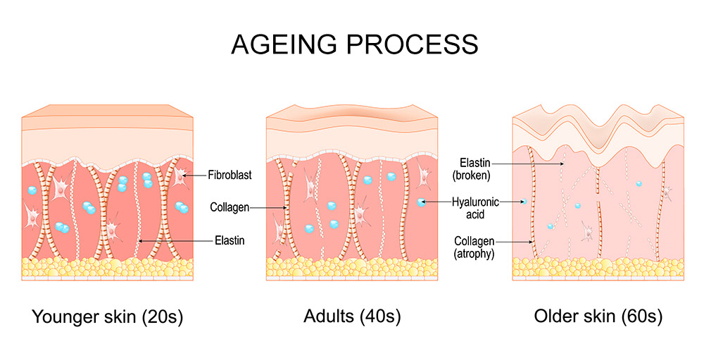 how skin changes with age, chronological ageing skin, natural skin ageing process
